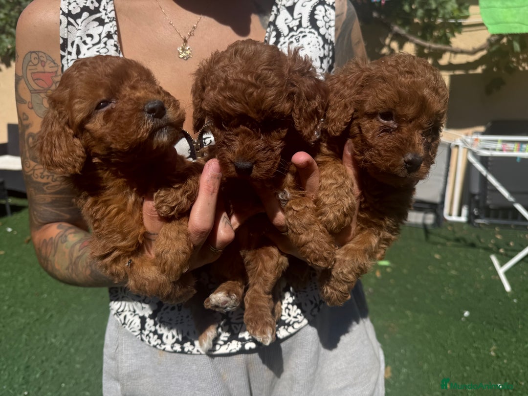 Caniche Toy perros en venta: Caniches toy  - Imagen 2