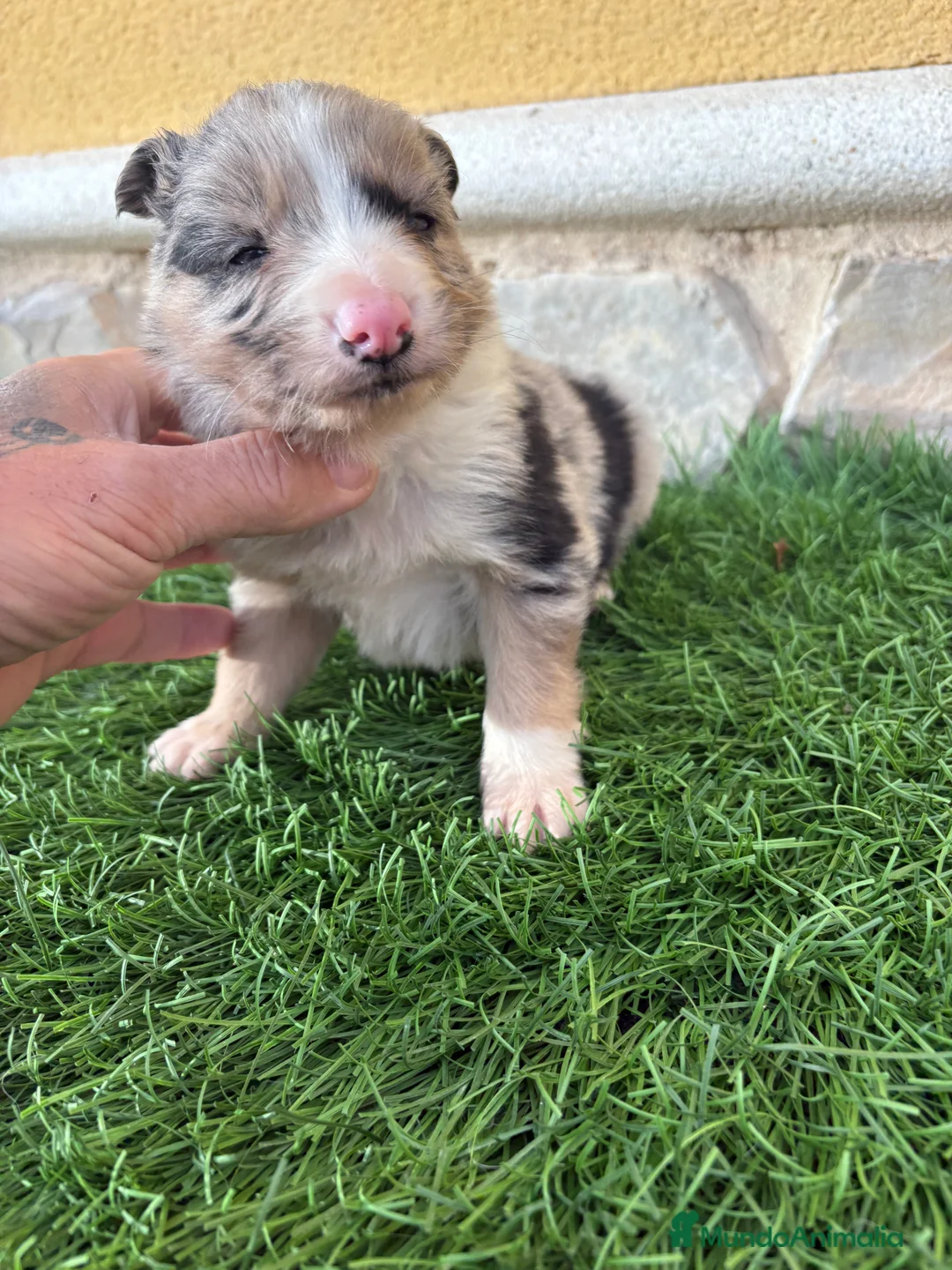 Border Collie perros en venta: Cachorro Border collie Merle macho  - Anuncio 6