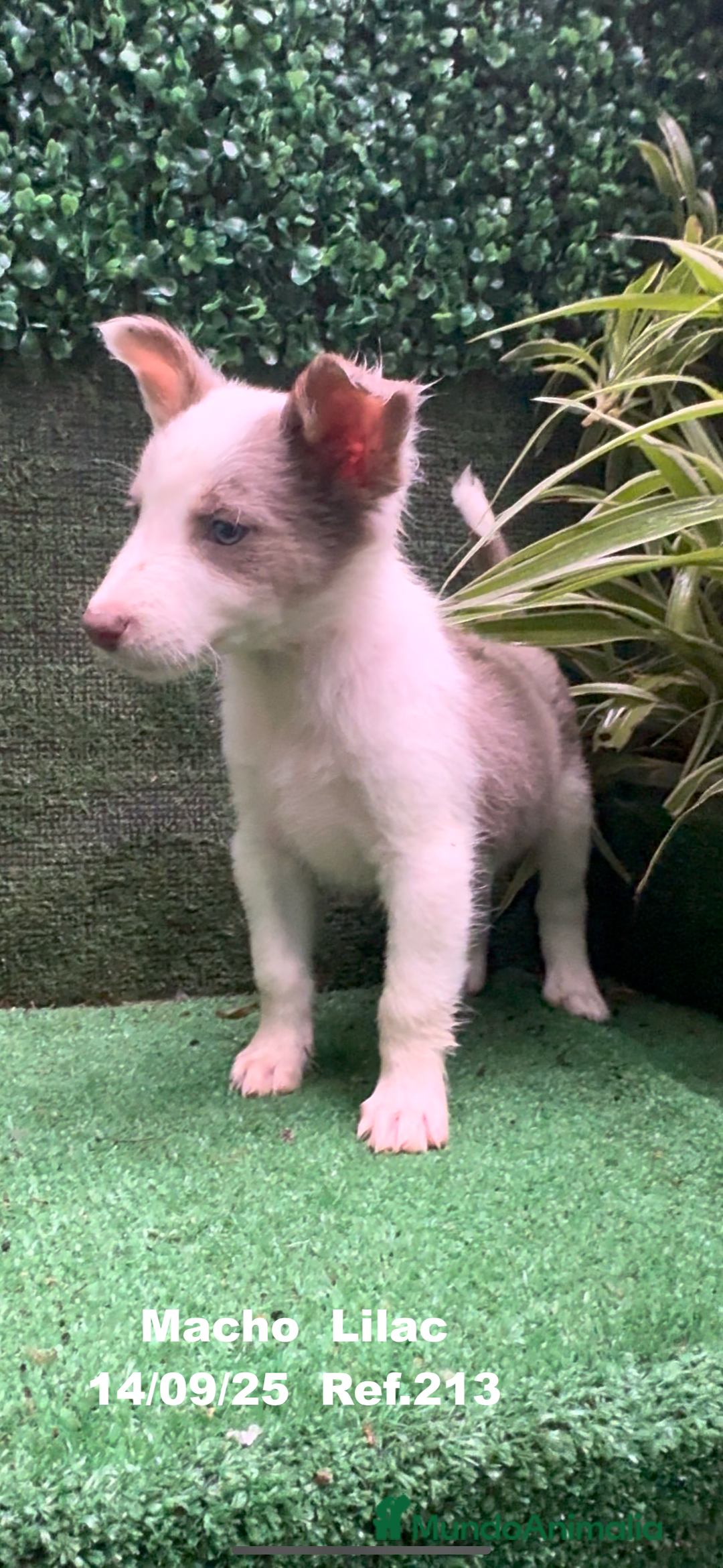 Border Collie perros en venta: BORDER COLLIE color lilac - Imagen 17