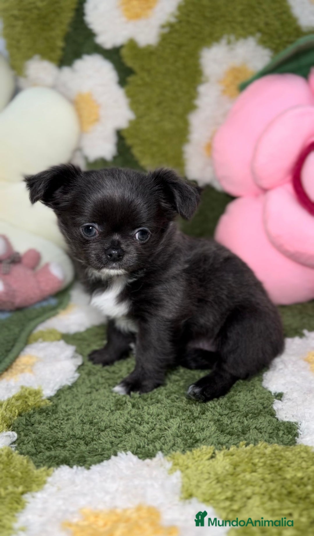 Chihuahua perros en venta: Chihuahua Toy de Pelo Largo Blue Exótico en Madrid - Imagen 5