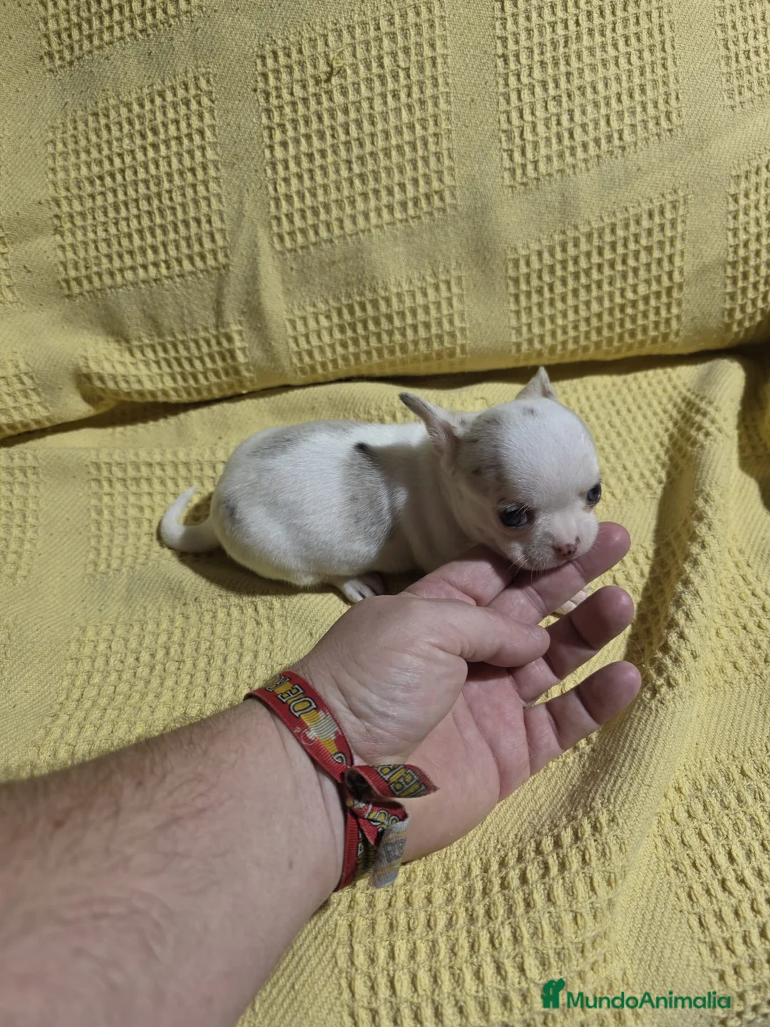 Chihuahua perros en venta: Hembra de Chihuahua Toy 🩷🐾🔥 - Anuncio 4