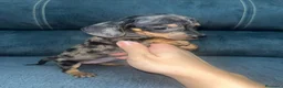 Teckel Miniatura perros en venta: Teckel kanichen  - Anuncio 3