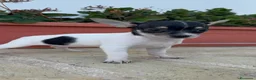 Chihuahua perros en venta: CHIHUAHUA HEMBRA – PEQUEÑITA Y MUY BONITA  - Anuncio 9