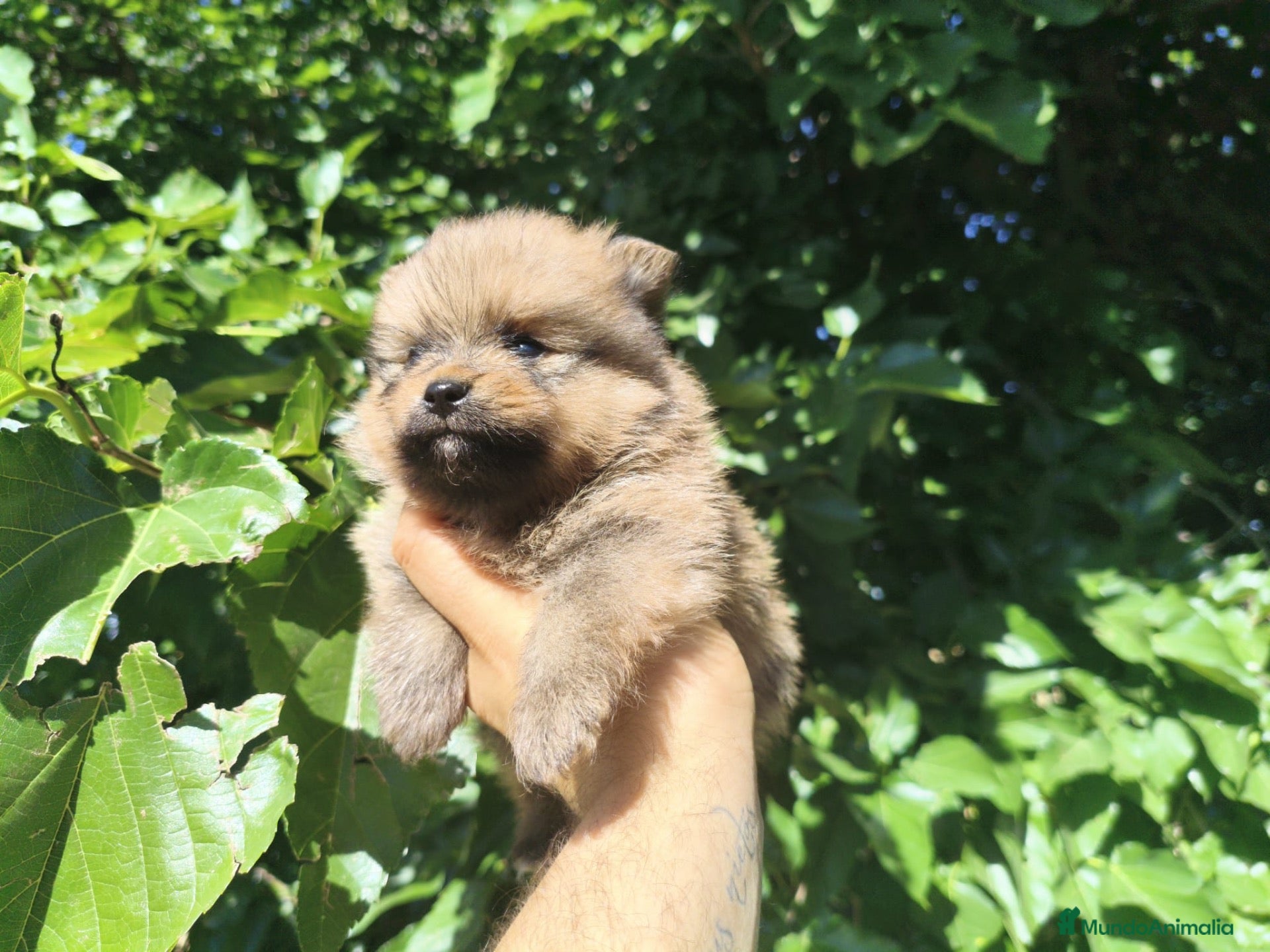 Pomerania perros Pomerania  - Anuncio 1