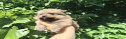 Pomerania perros en venta: Pomerania  - Anuncio 1