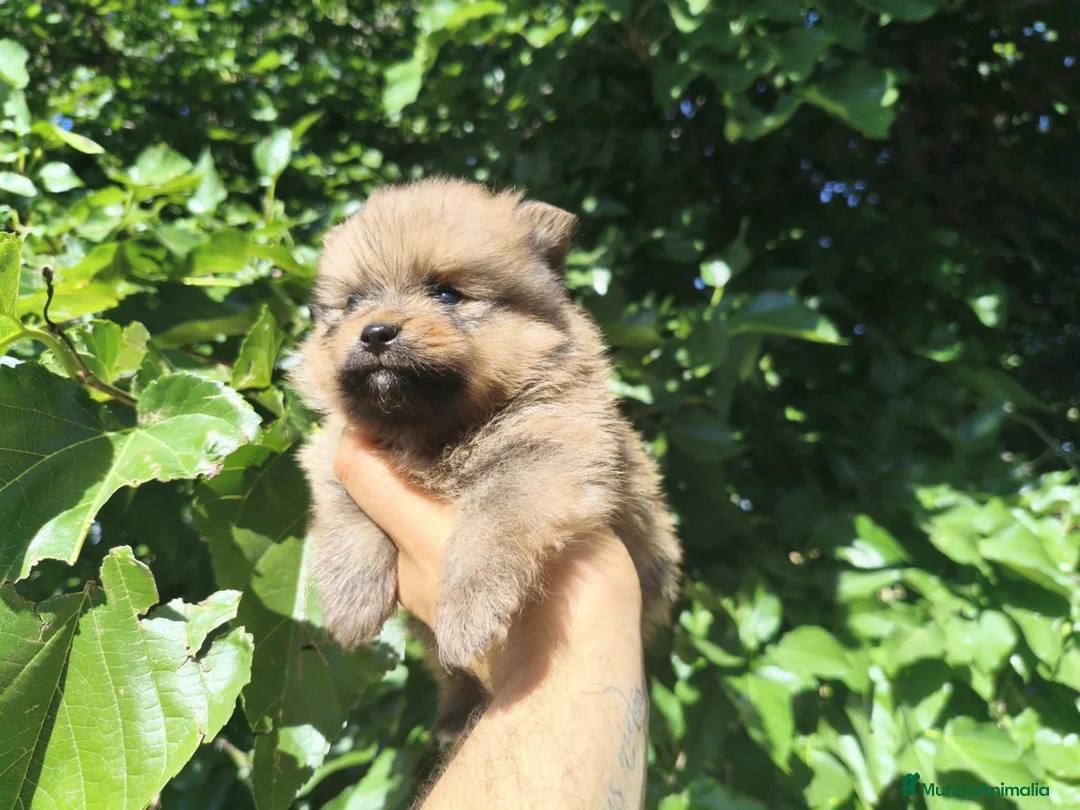 Pomerania perros en venta: Pomerania  - Anuncio 1
