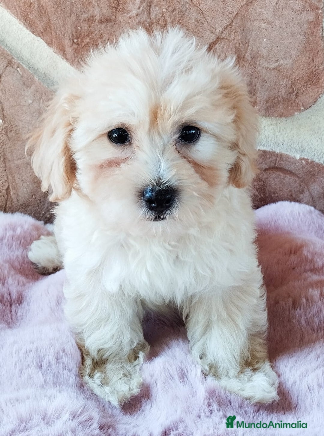 Maltipoo perros en venta: MALTIPOO  - Imagen 4