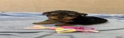 Yorkshire Terrier perros en venta: Yorkshire toy - Anuncio 3