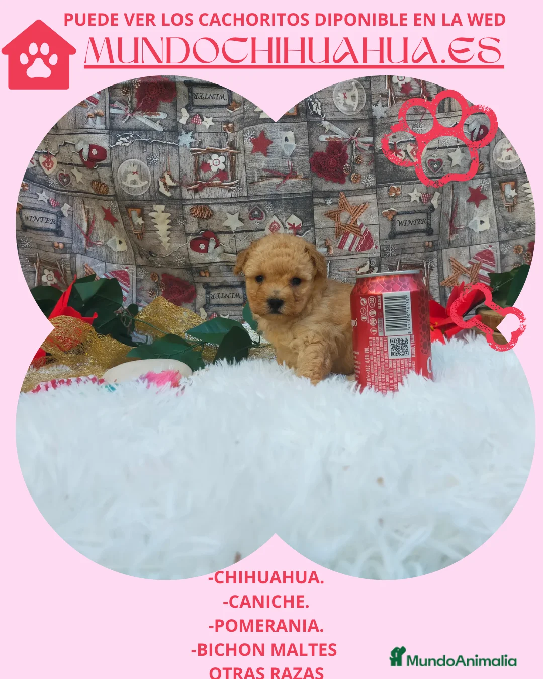 Caniche Toy perros en venta: PRECIOSOS CANICHE  ROJO LINEA TOY - Anuncio 19