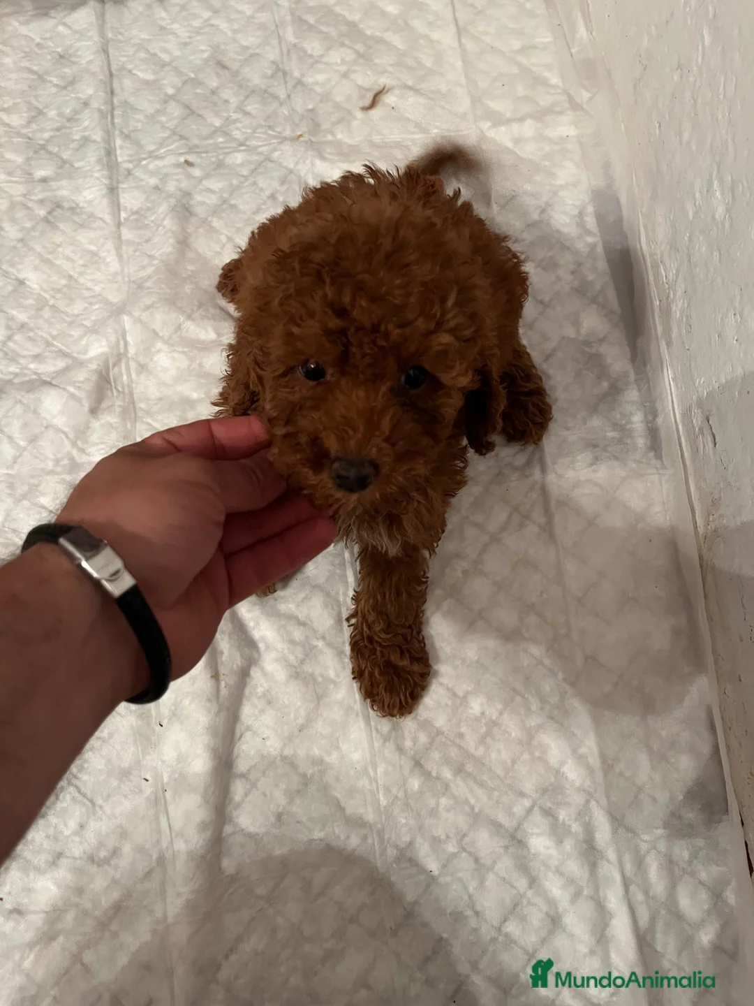 Caniche Enano perros en venta: CANICHES PRECIO REAL 1199 Eu🐶🐶 - Anuncio 2