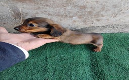 Teckel Miniatura perros en venta: Cachorro macho teckel  - Anuncio 1