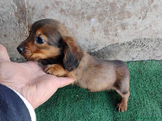 Teckel Miniatura perros Cachorro macho teckel - Anuncio 1