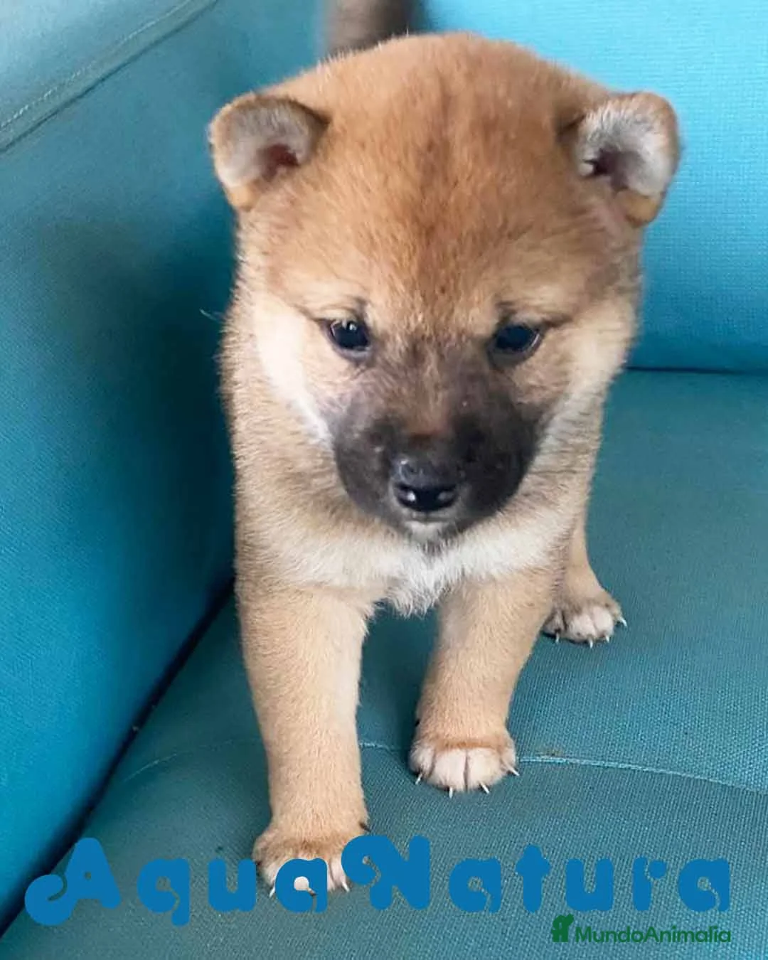 Shiba Inu perros en venta: Shiba Inu Hembra 1 de Magy - AQUANATURA en Barcelona - Anuncio 3
