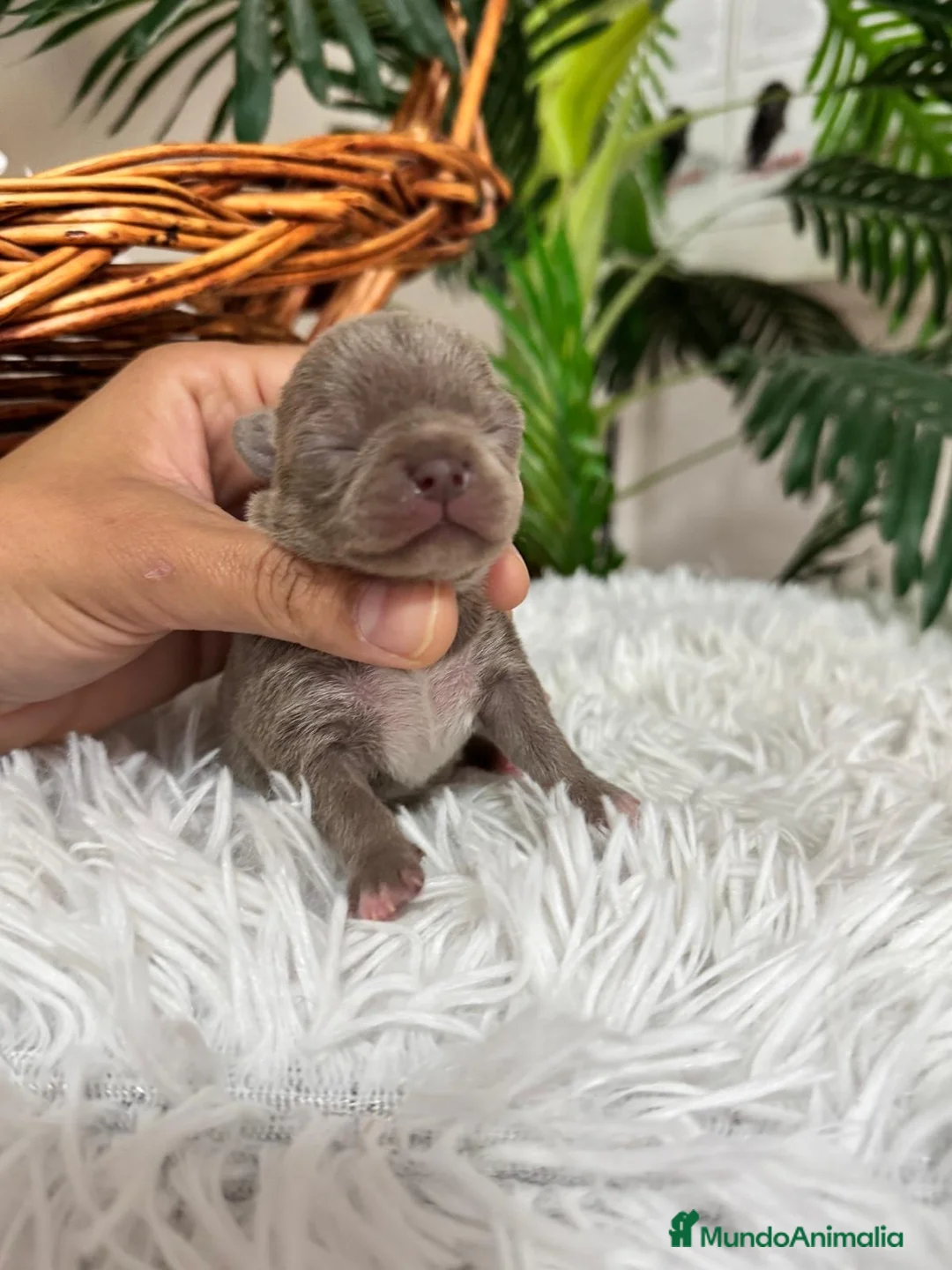 Chihuahua perros en venta: CHIHUAHUA LILAC MACHO - Anuncio 1