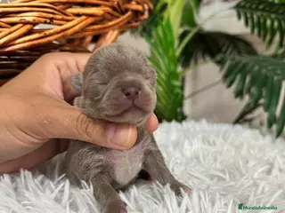 Chihuahua perros CHIHUAHUA LILAC MACHO - Anuncio 1