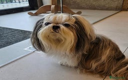 Shih Tzu perros en venta: Nueva camada SHIH TZU - Imagen 2