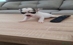 Chihuahua perros en venta: Chihuahua  - Imagen 4