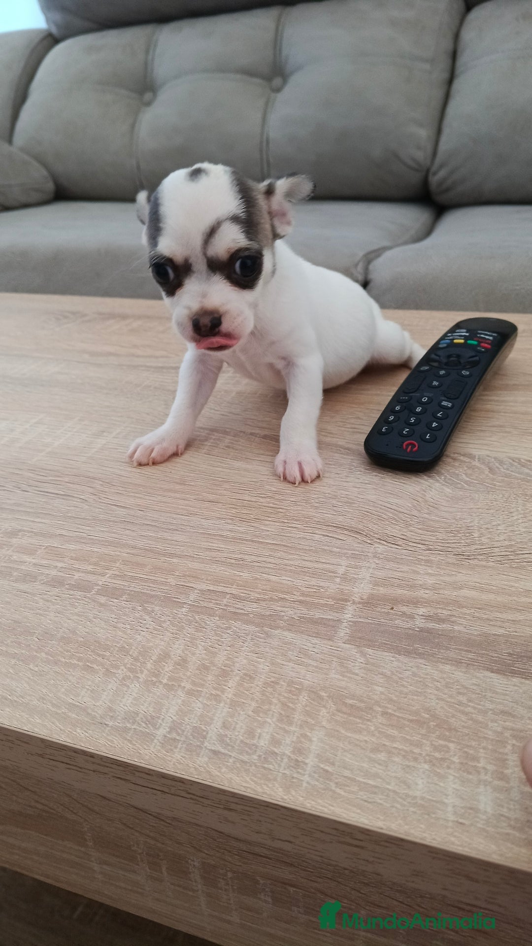 Chihuahua perros en venta: Chihuahua  - Imagen 4