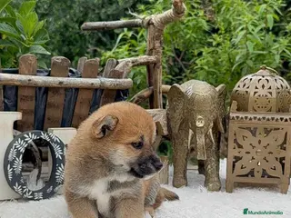 Shiba Inu perros Shiba Inu preciosos bebes Rojos - Anuncio 1