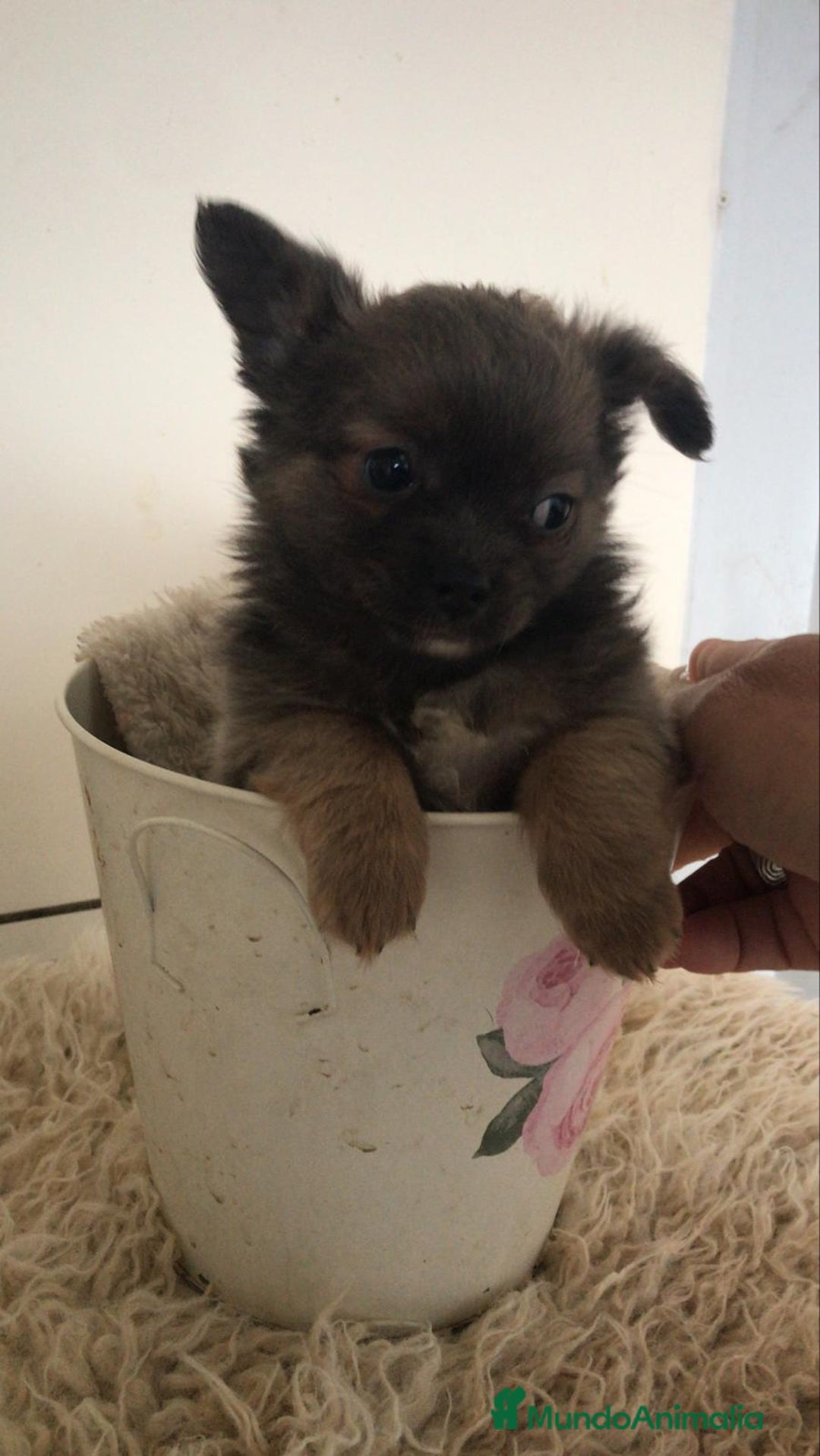 Chihuahua perros en venta: Cachorritos chihuahua  - Anuncio 3