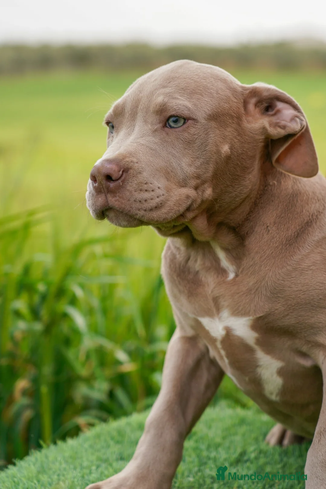 American Bully perros en venta: American bully macho xl lilac - Anuncio 2