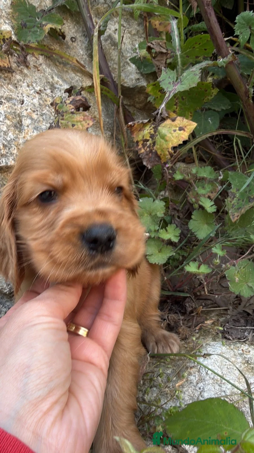 Cocker Spaniel Inglés perros en venta: Cocker Ingles - Anuncio 2