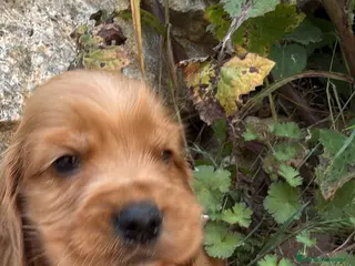 Cocker Spaniel Inglés perros Cocker Ingles - Anuncio 2