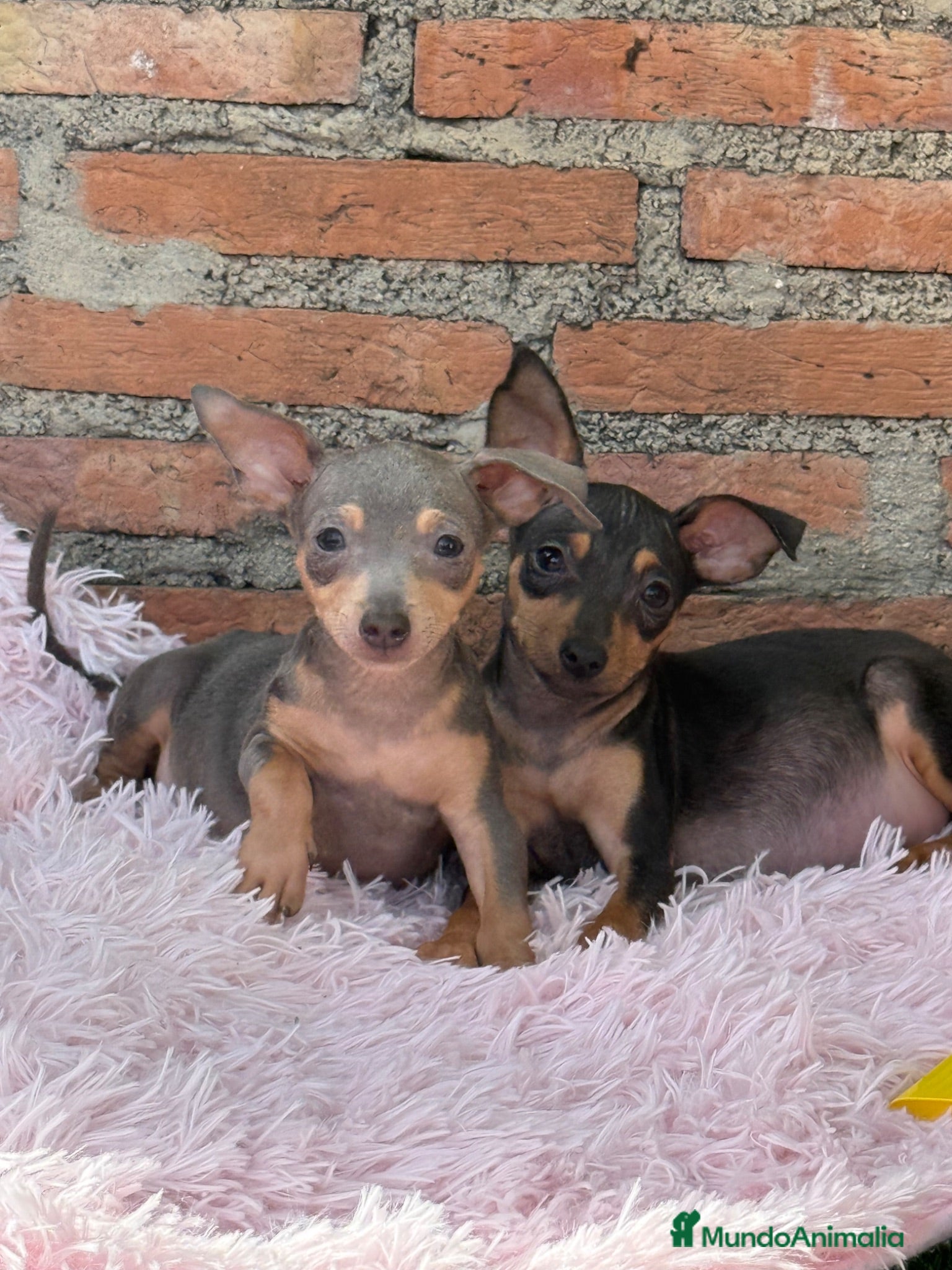 Pinscher Miniatura perros Mini pincher Merle disponibles  - Anuncio 1