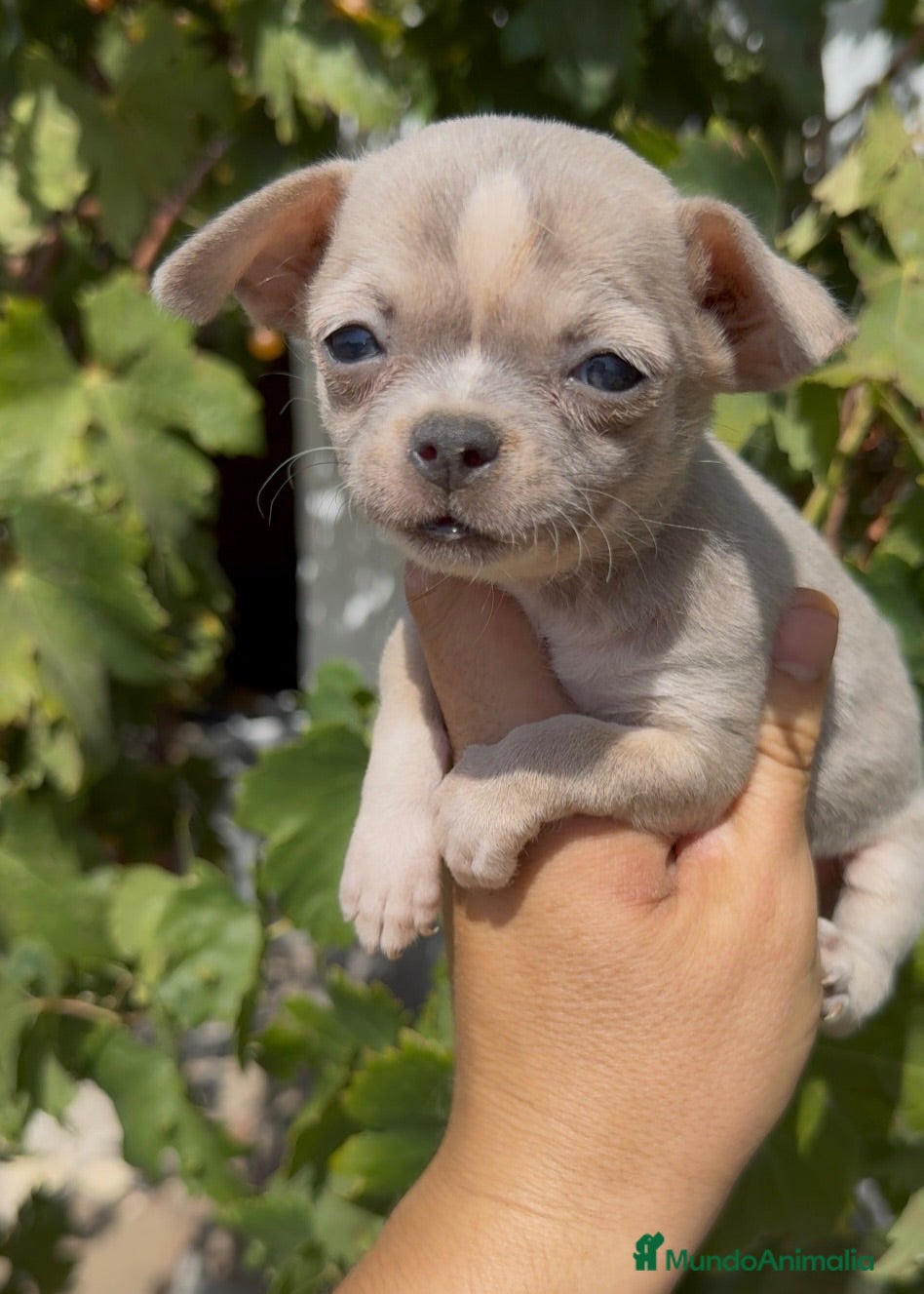 Chihuahua perros Chihuahua  - Anuncio 1
