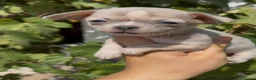 Chihuahua perros en venta: Chihuahua  - Anuncio 1