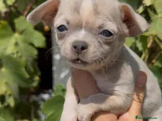 Chihuahua perros Chihuahua - Anuncio 1