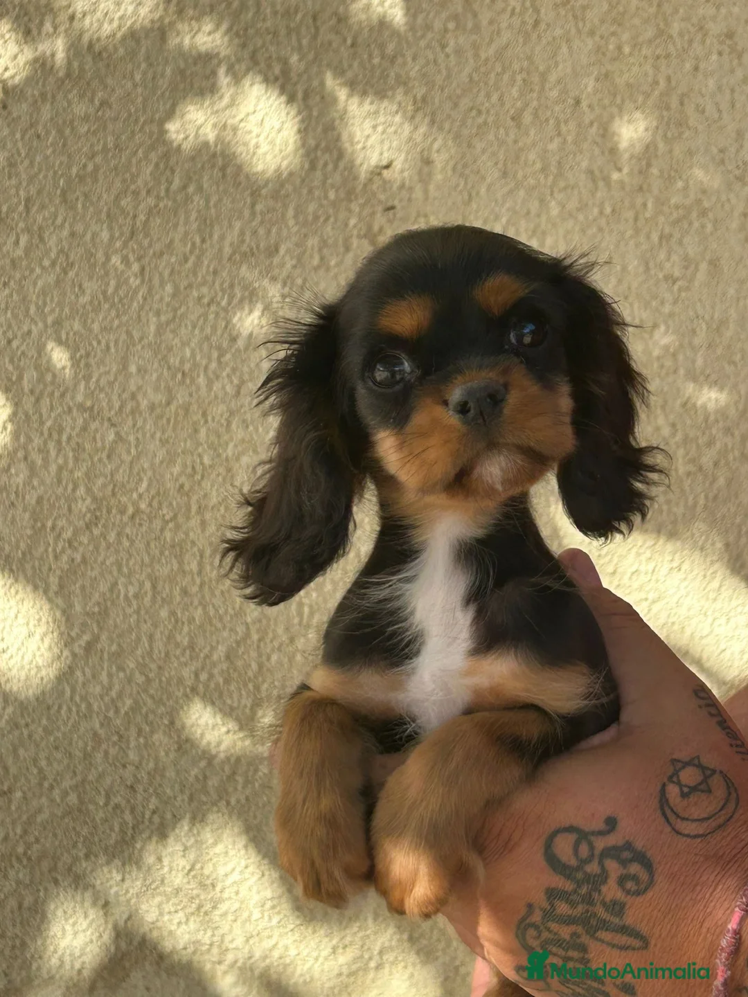 Cavalier King Charles Spaniel perros en venta: King cavalier  - Anuncio 1