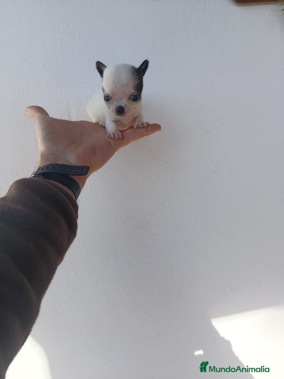 Chihuahua perros en venta: IMPRESIONANTE  CHIHUAHUA   LINEA  TOY   - Anuncio 20
