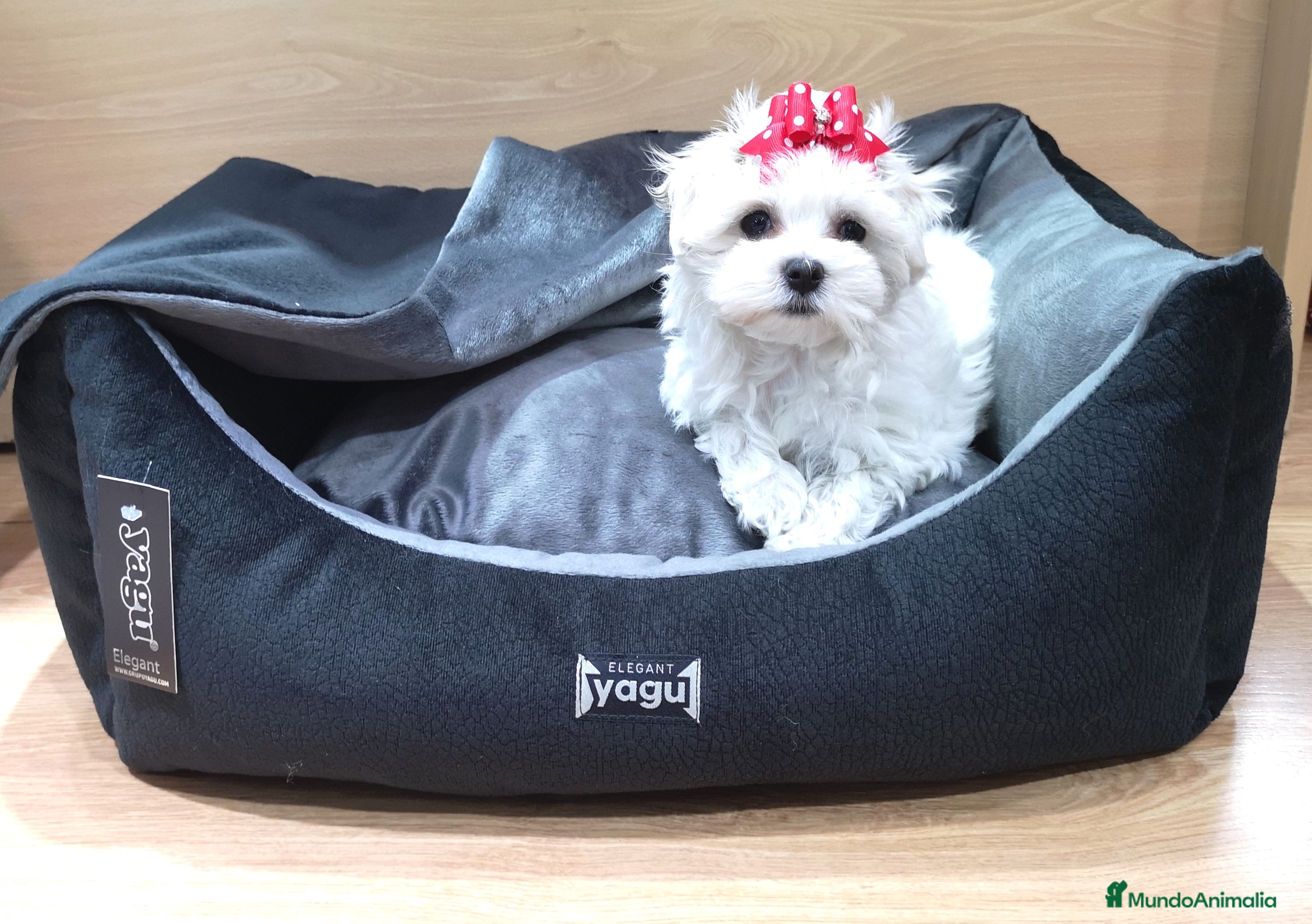 Bichón Maltés perros Bichón Maltés muy bonitos en Barcelona - Anuncio 2