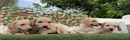Labrador Retriever perros en venta: LABRADOR RETRIEVER - Anuncio 5