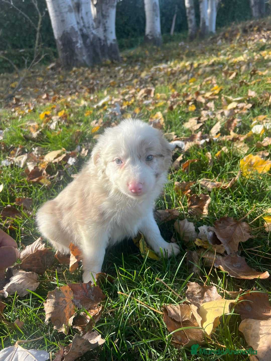 Border Collie perros en venta: Borde collie  - Imagen 3