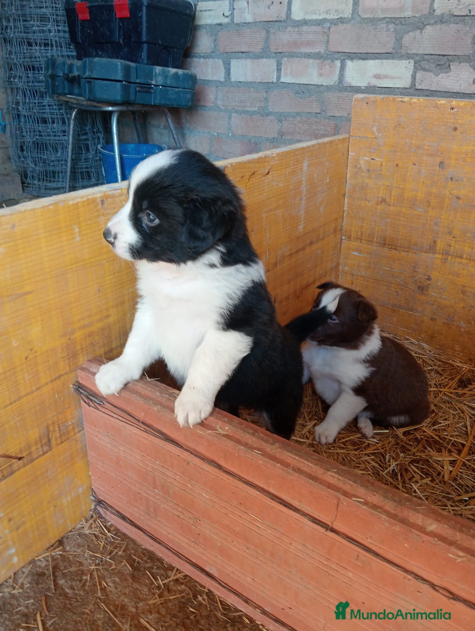 Border Collie perros Border collie  - Anuncio 5