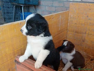 Border Collie perros Border collie - Anuncio 5