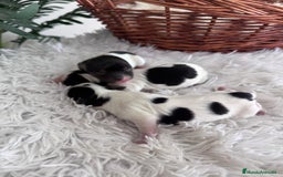 Yorkshire Terrier perros en venta: YORKSHIRE TERRIER BIEWER - Imagen 12