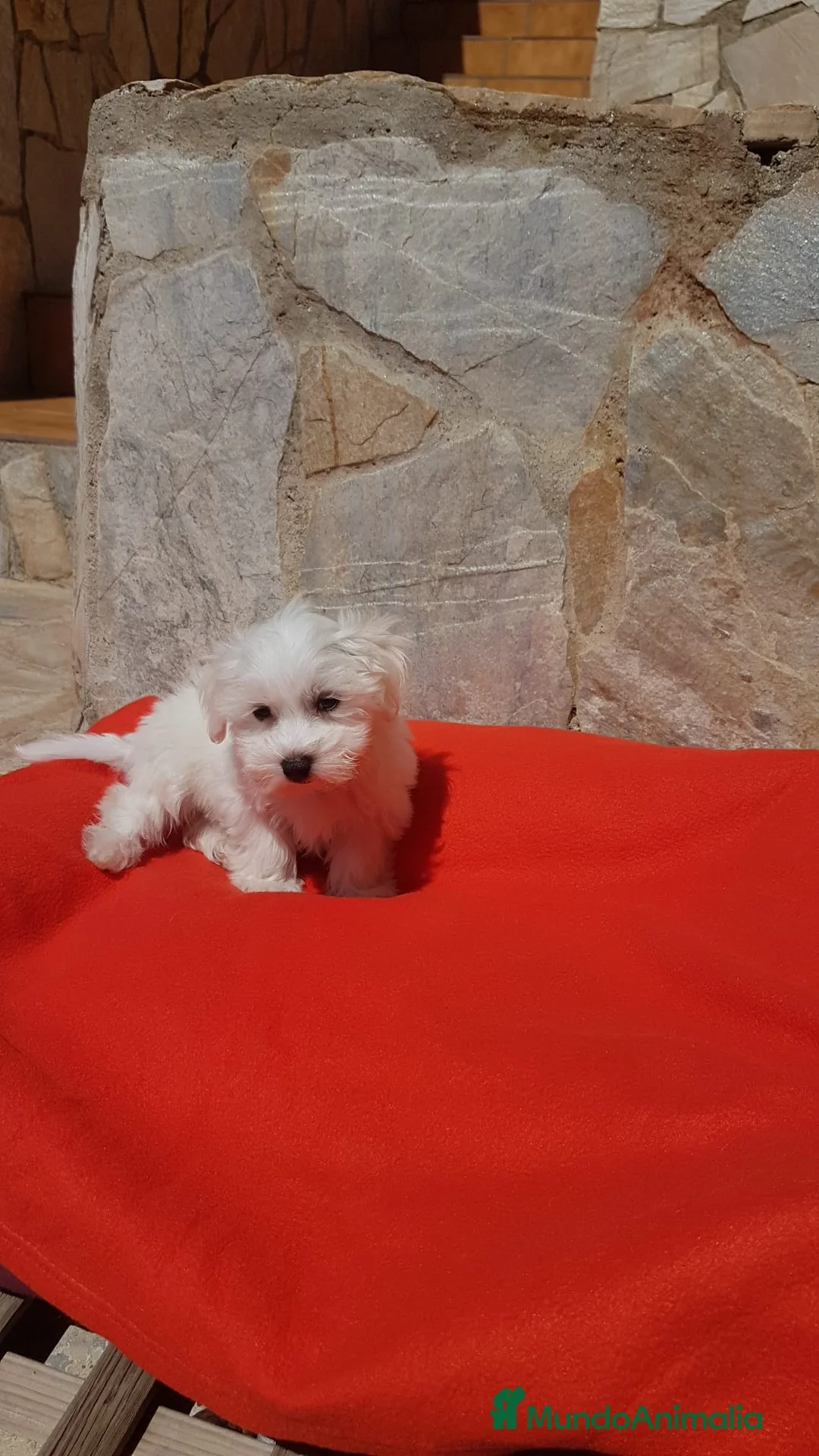 Bichón Maltés perros en venta: Bichón Maltés  en Barcelona - Anuncio 3