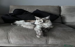 Maine Coon gatos en venta: Maine Coon Black Humo - Imagen 1