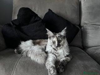 Maine Coon gatos - Anuncio 1