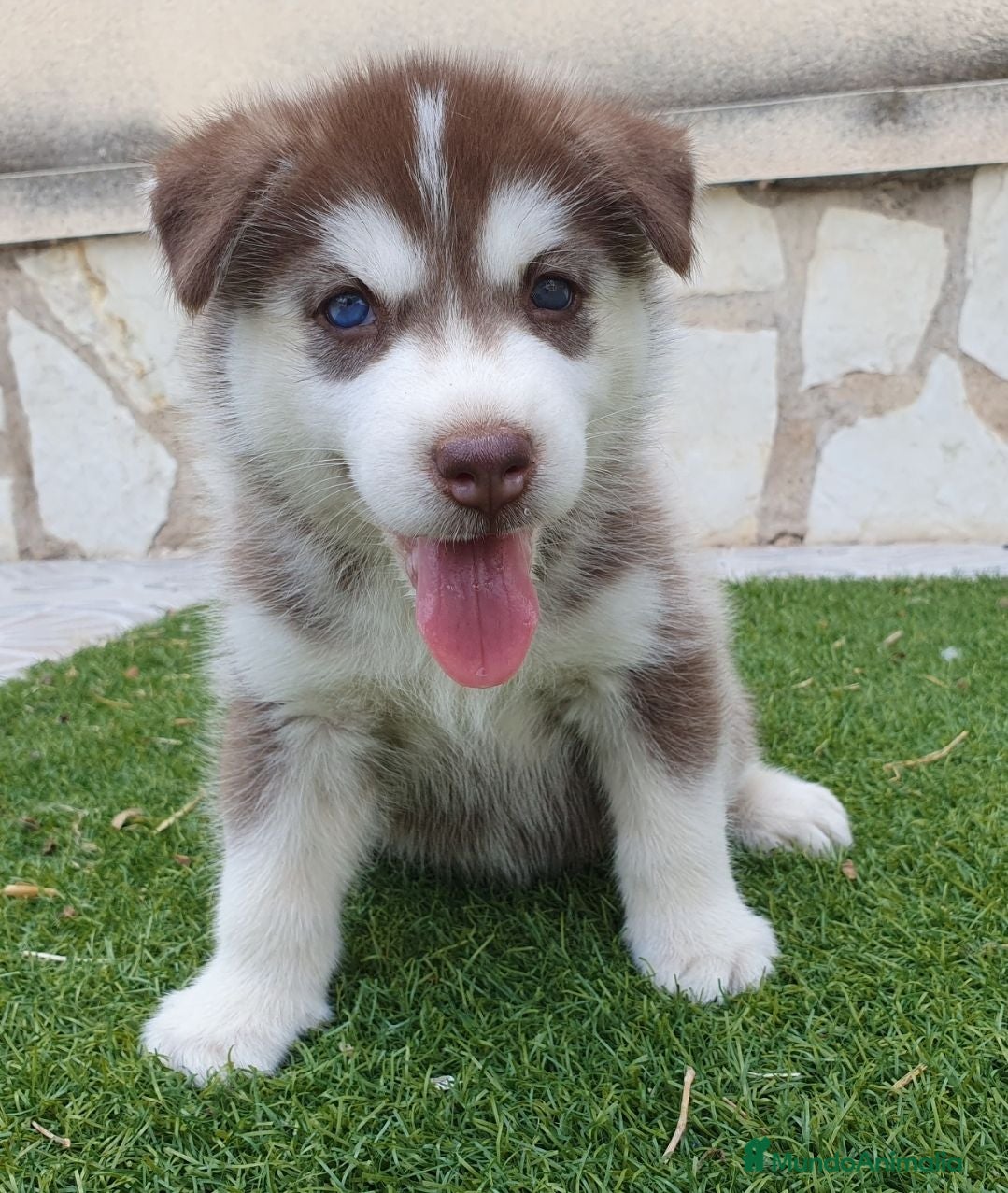 Husky Siberiano perros Husky rojos y chocolate tricolor - Anuncio 1