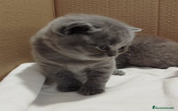 Británico de Pelo Corto Azul gatos en venta: British Shorthair super bonitos - Imagen 16