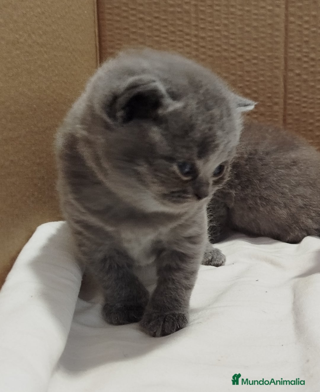 Británico de Pelo Corto Azul gatos en venta: British Shorthair super bonitos - Imagen 16