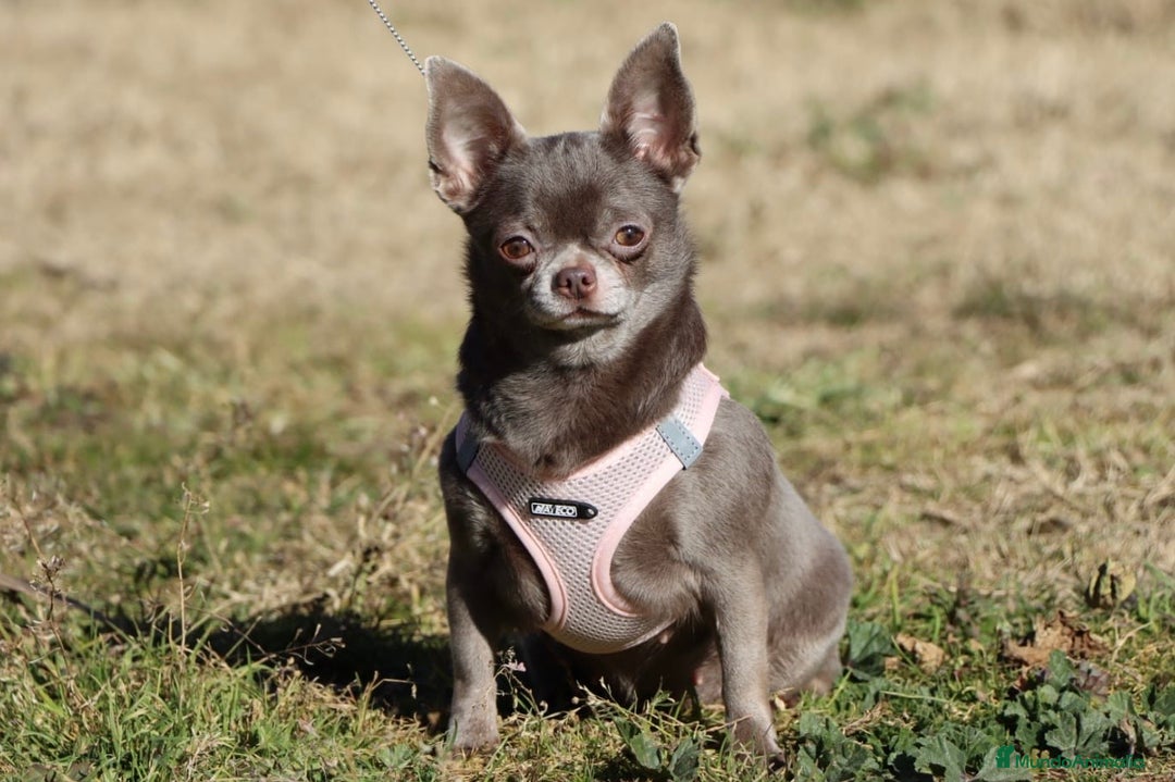 Chihuahua perros en venta:  PRECIOSA CHIHUAHUA LILAC TOY  - Anuncio 5