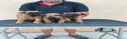 Pastor Belga Malinois perros en venta: PASTOR BELGA MALINOIS  - Anuncio 2