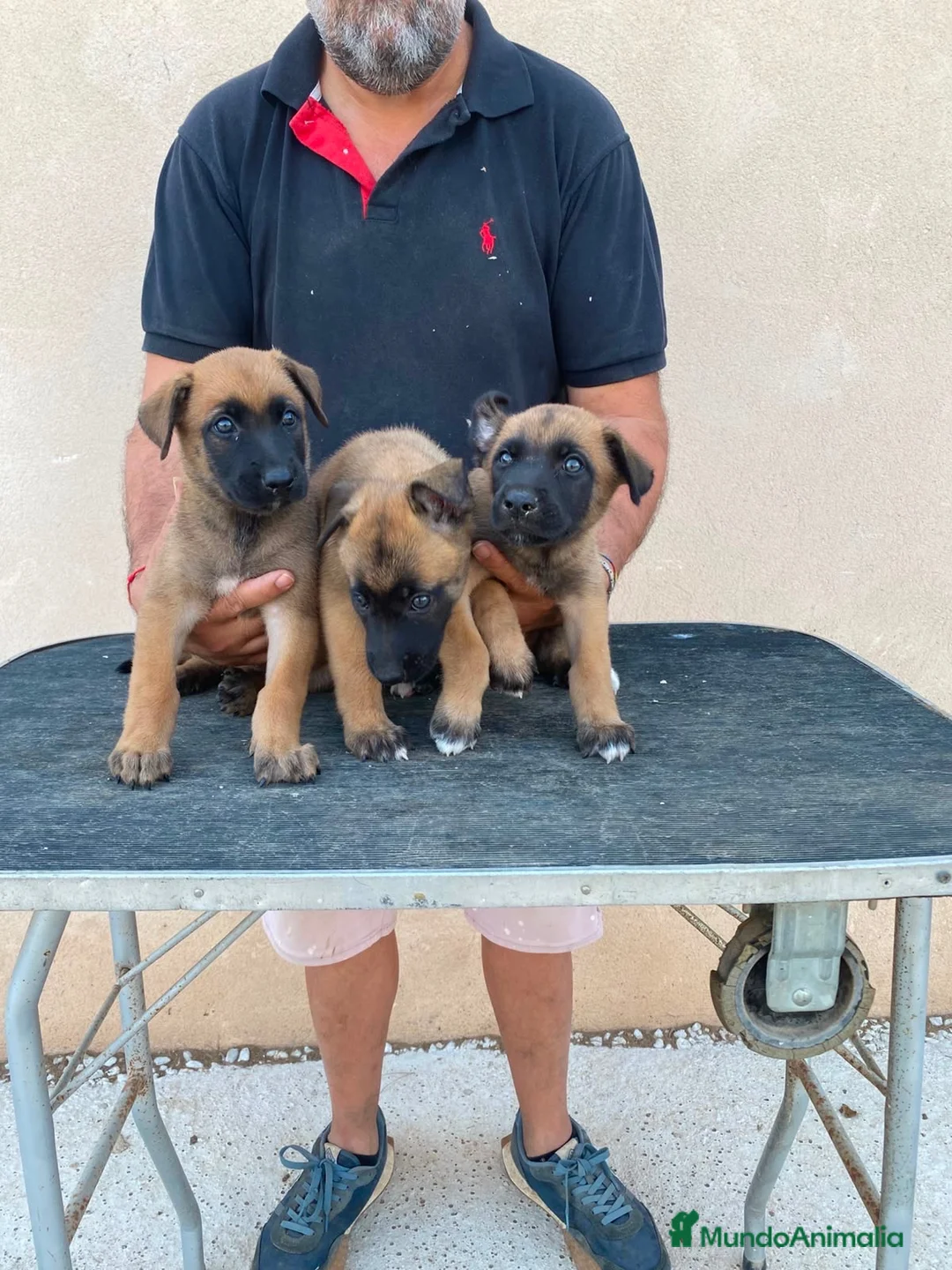 Pastor Belga Malinois perros en venta: PASTOR BELGA MALINOIS  - Anuncio 2