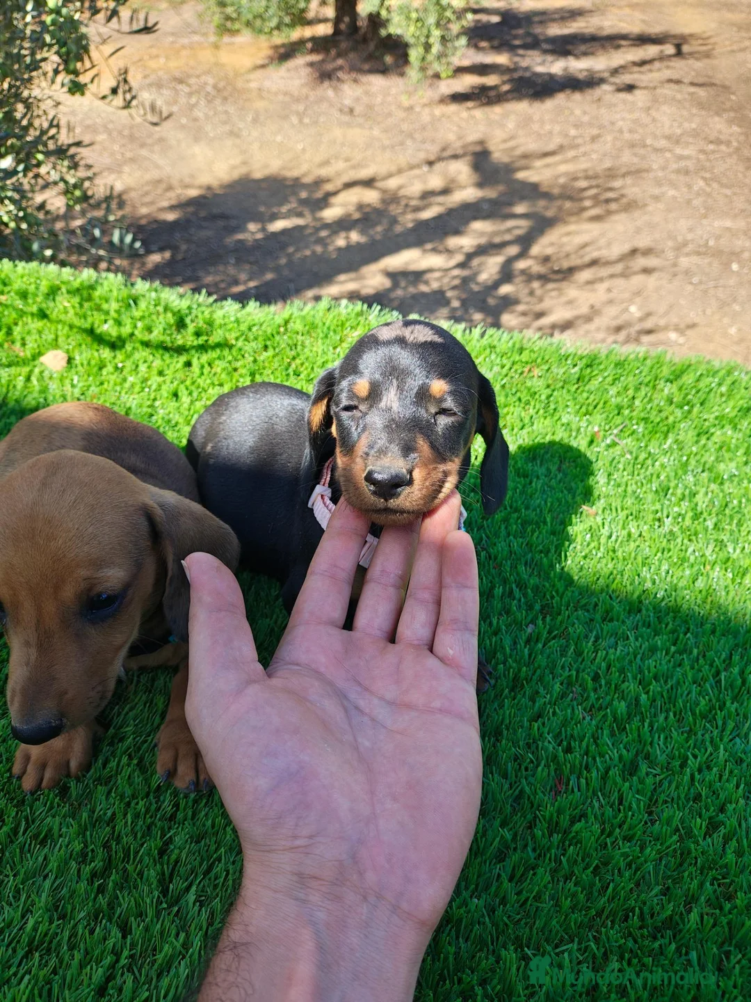 Teckel Miniatura perros en venta: Teckel miniatura - Anuncio 1