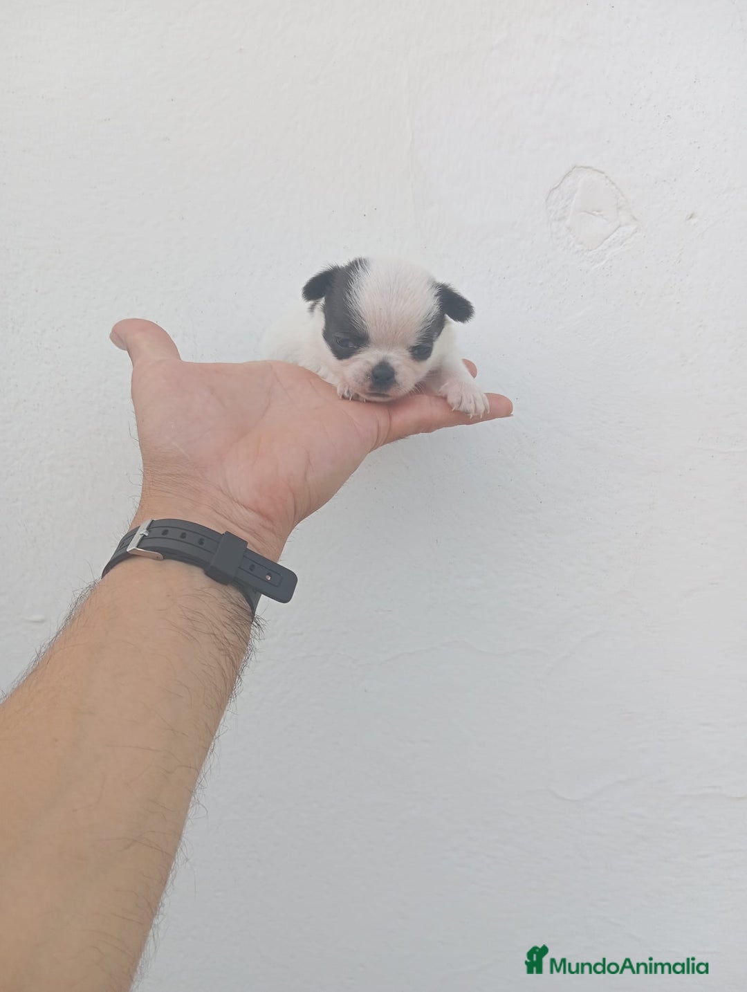 Chihuahua perros en venta: IMPRESIONANTE  CHIHUAHUA   LINEA  TOY  - Anuncio 19